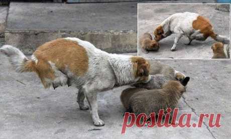 В Китае двуногая бродячая собака родила и кормит четырех щенков!