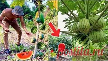 Transplanting, watering papaya or papaya - Búsqueda