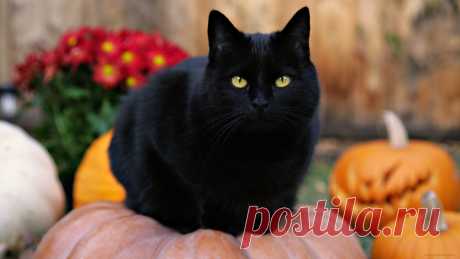Скачать обои животные, коты, кот, черный, тыквы, цветы, хеллоуин из раздела Животные, в разрешении 1920x1080
