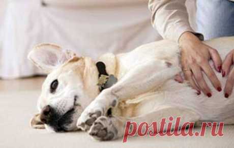 Пиометра - заболевание, убивающее собак за 2 дня &amp;raquo; Женский Мир