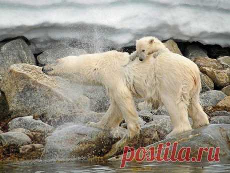 Белый медведь и медвежонок, Шпицберген, Норвегия