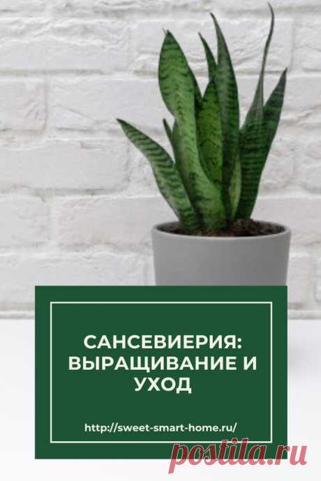 Сансевиерия: выращивание и уход
Насчитывается приблизительно 70 разновидностей этого растения, но только несколько из них выращиваются в домашних условиях. Ползучий корень сансевиерии располагается неглубоко под грунтом. От него разрастаются прочные толстые листья, поверхность которых может быть покрыта полосами. Несмотря на то, что растение цветет нечасто в виде желто-белого ароматного колоска, только листья служат главной декоративной частью сансевиерии.