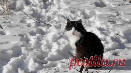 День прокладывания тропинок | Кошки каждый день | 12 февраля | Кошачий календарь | 

Автор Нина Стрелкова | Сайт «Кошки–Коты» | 

Если кот свернулся в клубок – скоро будет вьюга. Такая примета на эту дату. А если кот прокладывает в снегу тропинки, значит, он знает, что сегодня День прокладывания тропинок. 

Этот праздник 12 февраля напоминает, что пока еще зима, снег лежит, и есть где эти самые тропинки прокладывать. Не нравится тропинка, уже проложенная кем-то – проложите свою...