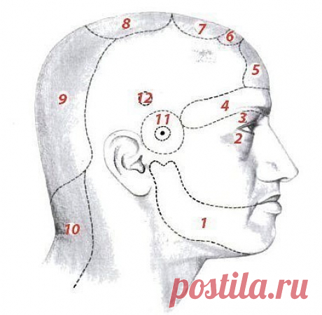 ПРИЧИНЫ ХРОНИЧЕСКОЙ ГОЛОВНОЙ БОЛИ ПО АЮРВЕДЕСогласно представлениям Аюрведы, изложенным в книге известного врача, духовного учителя и философа Хариша Джохари, постоянная боль в определенных областях головы, преследующая человека, может свидетельствовать о неполадках в здоровье совсем иных органов.При этом головная боль в определенной части головы говорит о конкретных нарушениях в том или ином органе.На рисунке ниже представлены участки постоянной головн...