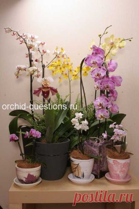 Как выращивают орхидеи в оранжереях в Нидерландах?