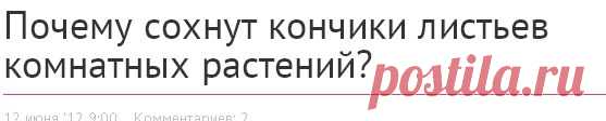 Почему сохнут кончики листьев комнатных растений? - Комнатные растения - уход за комнатными растениями - Дом - IVONA - bigmir)net - IVONA