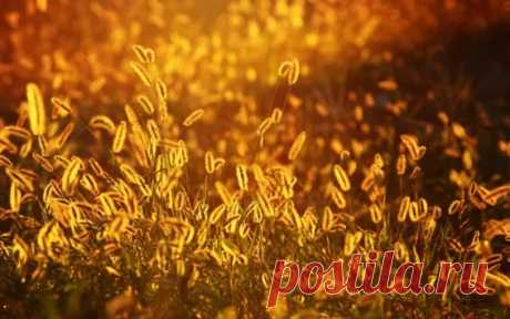 Wallpaper Setaria, grass, sunset, summer 3840x2160 UHD 4K Picture, Image