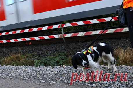 Дороги в Германии начнут строить при помощи собак. Немецкий железнодорожный оператор Deutsche Bahn решил ускорить строительство дорог при помощи собак. Животных обучат искать диких зверей, чтобы на время работ оперативно переместить их в более безопасные районы. Питомцев будут дрессировать до конца 2021 года, а в начале 2022-го они уже поступят на службу.