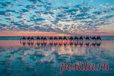 Верблюды на побережье Австралии - buzzok