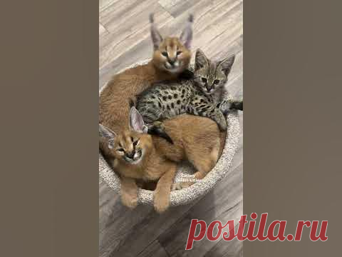 Каракальчики и саванна ф1#cats#cat#animal#kitten#caracal#каракал#caracat#саванна#саваннакошка#коты