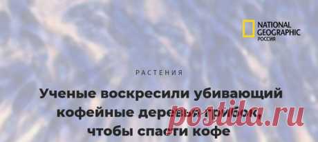 Не хотите лишиться кофе в один чёрный день? Тогда радуйтесь, что учёные изо всех сил пытаются его спасти (даже вот такими необычными способами).