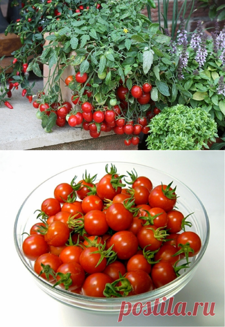 Комнатные томаты — сорта для выращивания на подоконнике