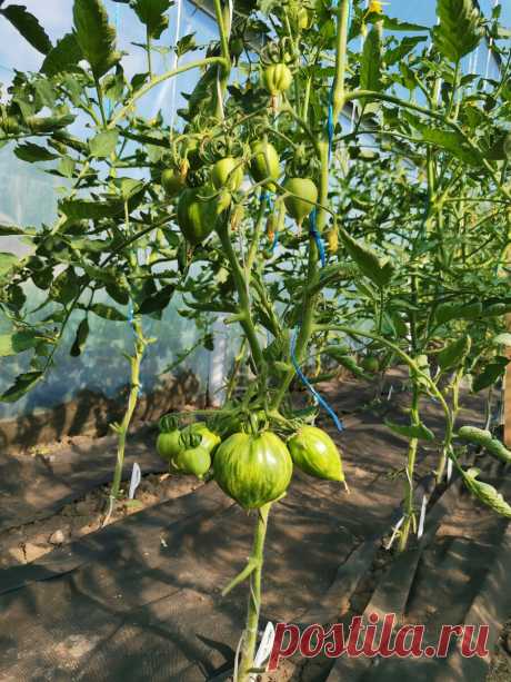 А у нас опять дождь. Как спасти томаты от болезней в такую погоду. | Огородник из Рязани | Яндекс Дзен