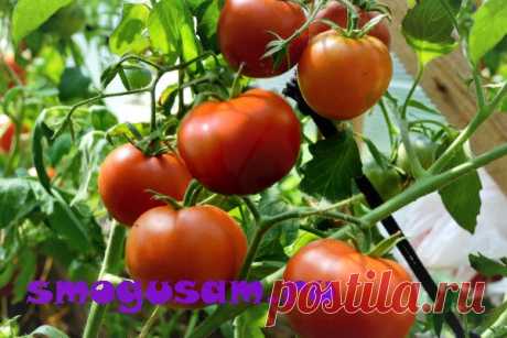 Секреты вкусных и сладких томатов — чудо подкормки. Помидоры. Выращивание. Подкормки.