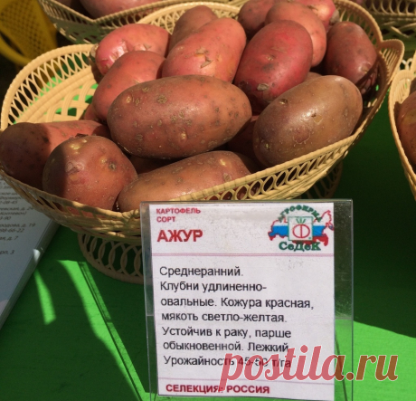 Ажур сорт картофеля Огород без хлопот - информационный сайт для дачников, садоводов и огородников.