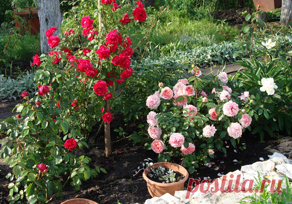 Правила выращивания роз, подсказанные опытом &#8212; 6 соток