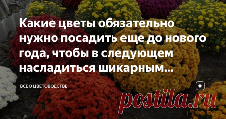 Какие цветы обязательно нужно посадить еще до нового года, чтобы в следующем насладиться шикарным цветением К своей даче отношусь без фанатизма, но пропадать земле впустую не даю.
Выращиваю овощи без нитратов, делаю запас ягод. На безделье времени не трачу, но осенью, пока готовлю участок к зимовке, вспоминаю о цветах.
С цветами настроение улучшается, прямо хочется выйти на улицу поскорее. Но тратить весеннее время на возню с цветочной рассадой некогда, обхожусь посадками под зиму.