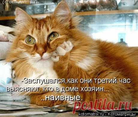 Котоматрица: Лучшие за всё время