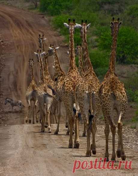 coisasdetere:
“O passeio das girafas…
”