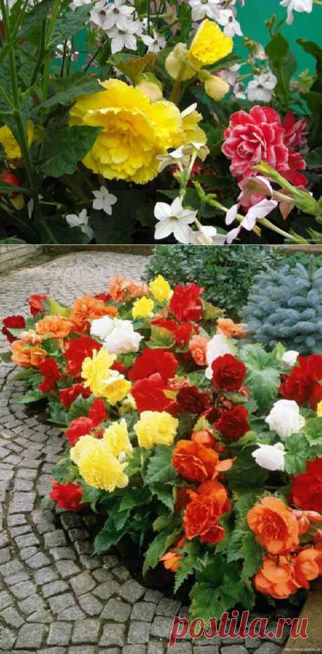 Выращивание бегоний на садовом участке | Выращивание цветов|Ландшафтный дизайн|Уход за растениями