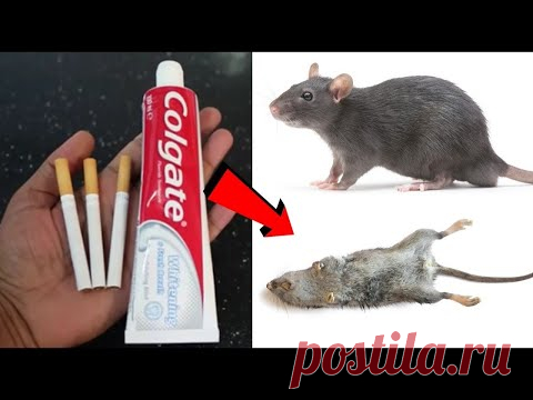 Как избавиться от мышей за 5 минут