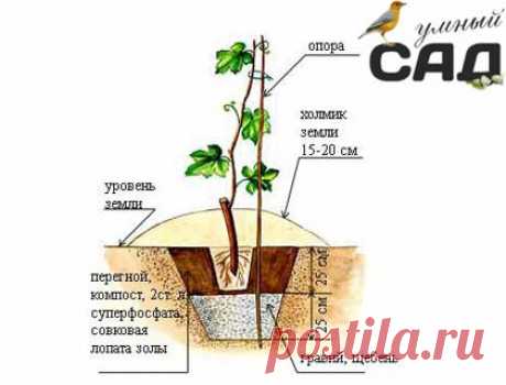 Как сажать виноград весной и осенью: пошаговое руководство и мастер-классы