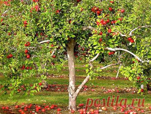 Обрезка яблонь: когда и как формировать крону яблони