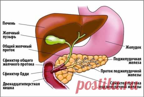 Лечим поджелудочную и желчный.

Иногда у человека возникает воспаление сразу двух органов - желчного пузыря (холецистит) и поджелудочной железы (панкреатит).
Такое совместное воспаление происходит потому, что каждый их этих органов вырабатывает и выводит в 12-ти перстную кишку свои вещества (желчный - желчь, поджелудочная - ферменты), но дело в том,
Показать полностью...