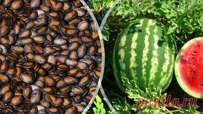 Поздний сорт арбуза холодок. Арбузные семечки. Арбуз волгоградец крс 90. Семена арбузов найти. Комнатные арбузы.
