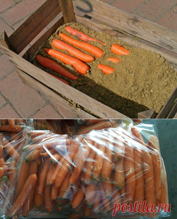 Как хранить морковь в квартире. Ящик для хранения моркови. Хранение моркови. Короб для моркови в погребе. Хранение моркови в песке.