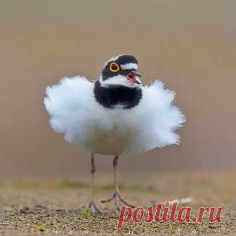 Галстучник | Природа: Птицы | Постила