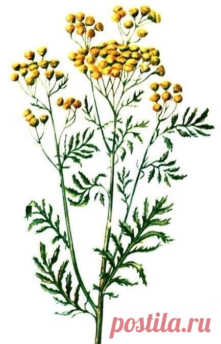 полынь горькая гф. полынь для детей. полынь обыкновенная ботаническая иллюстрация. полынь для детей. емшан полынь.