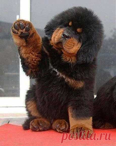 Тибетский мастиф щенок