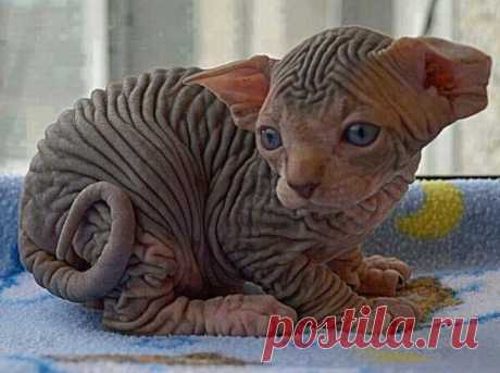 Sphynx cat look at its adorable wrinkles!