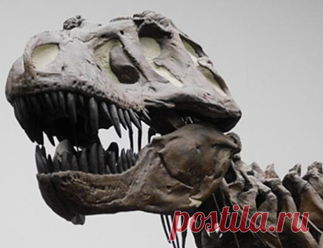 Тираннозавр рекс оказался не таким умным, как считалось ранее | Bixol.Ru Международная команда исследователей изучила размер и структуру эндокастов мозга тираннозавра рекса, жившего 66–68 миллионов лет назад. Оказалось, что у | Техника: 3862