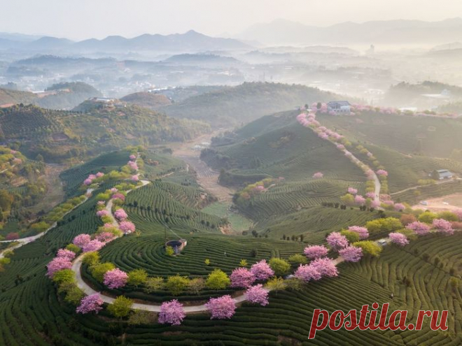 Весна на чайной плантации в Фуцзянь, Китай