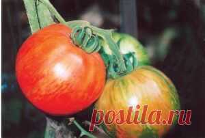 Тайны выращивания помидор