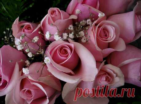 Fondos de pantalla  : Flores, Rosa, rosado, flor, flora, pétalo, Brotes, Planta de tierra, planta floreciendo, Floristería, Rosas de jardín, Familia rosa, ramo de flores, arreglos florales, diseño floral, cortar flores, Gipsófila 1600x1180 - CoolWallpapers - 699493 - Fondos de pantalla - WallHere