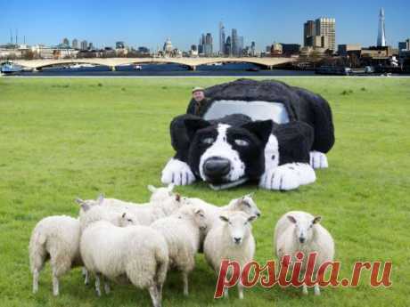 У этой овчарки 109 лошадиных сил | Англофил
Хозяин фермы в Южной Англии создал из своего автомобиля настоящую движущуюся статую любимой овчарки, но выяснилось, что он не подходит, чтобы пасти овец.