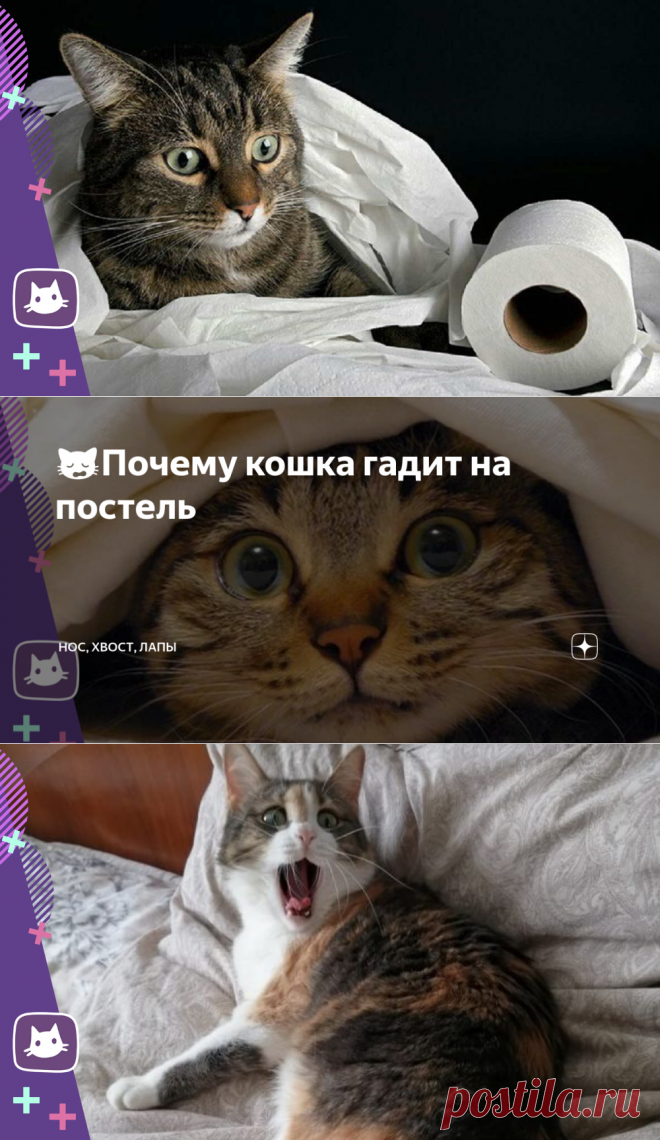 Кошка гадит на кровать что делать. Кошка гадит. Котенок нагадил на кровать. Котик гадит на постель. Кошка вредничает.