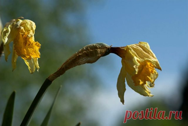 Нарциссы отцвели — пошаговый уход для пышного цветения в следующем году. Фото — Ботаничка