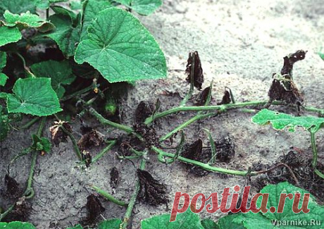 Защита огурцов от бактериальных болезней: гниль корневой шейки и угловатая пятнистость листьев | vparnike.ru