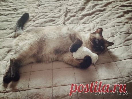 Наши коты - #32 | Кошка Чернуха и кот Беляшик | Яндекс Дзен