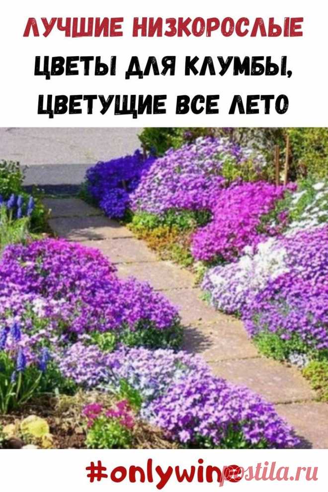 Низкорослые цветы для клумбы, цветущие все лето - Полезные советы крас ...