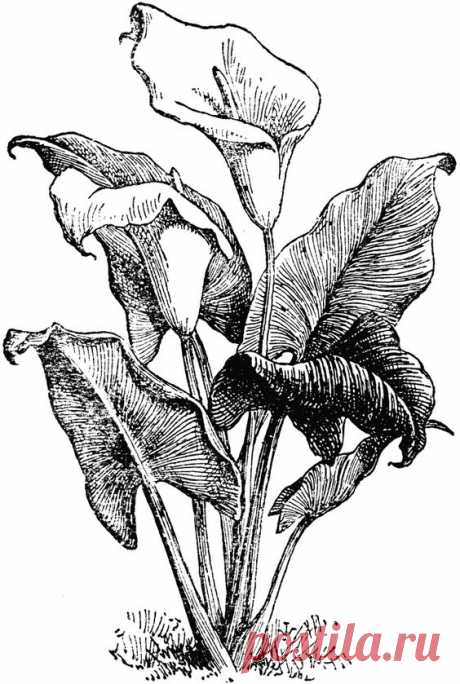 African plant, calla lilly.