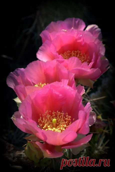 Opuntia Cactus