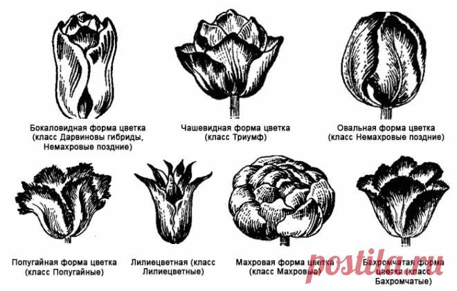Подробная классификация и разбор луковиц тюльпанов | цветники и цветы ...