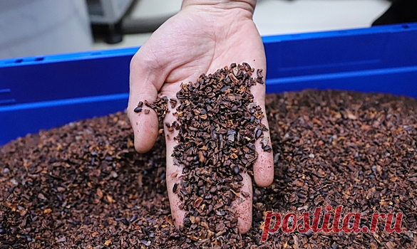 Крупнейшие заводы Африки по производству какао остановили работу | Bixol.Ru