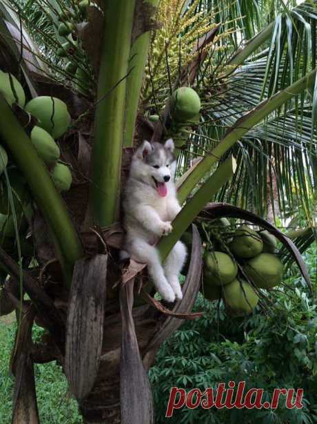 Фото улыбающегося щенка хаски, сидящего на дереве, развеселило весь Интернет