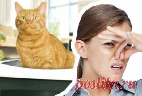 Устраняем кошачий запах дома — Делимся советами